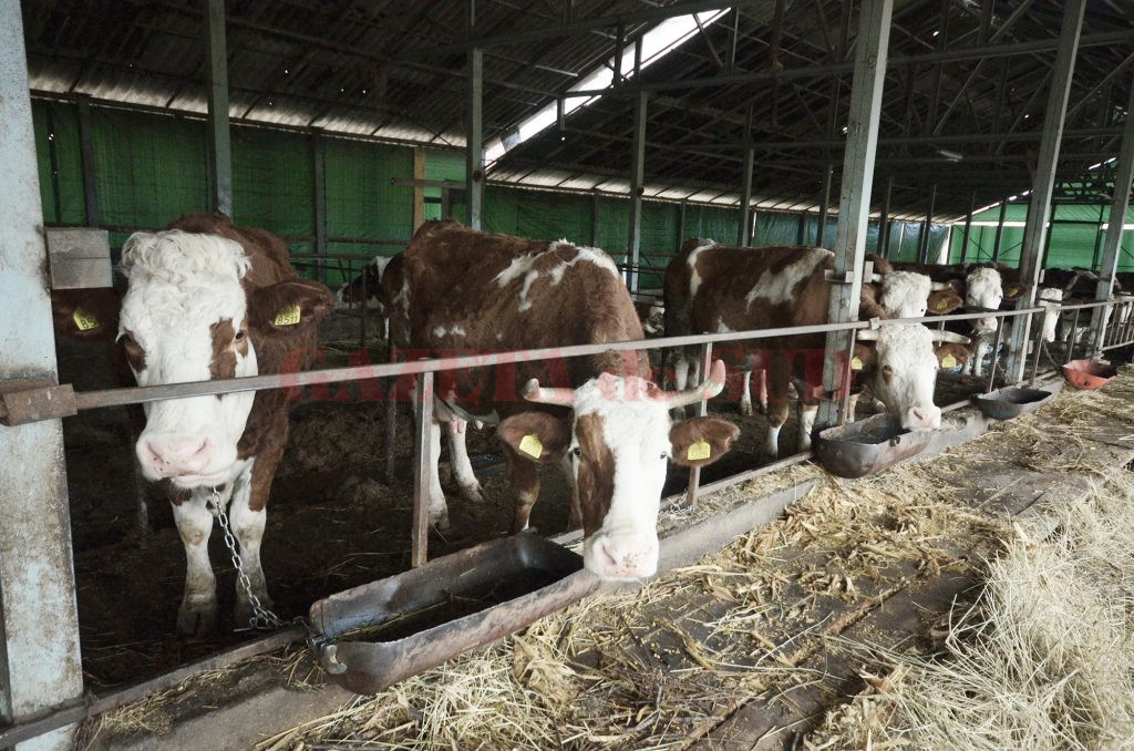Fermele mici din Dolj pot fi dezvoltate cu sprijin de la bugetul de stat (Foto: captură foto)