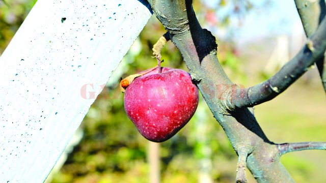 Merele roşii au fost cele mai apreciate de clienţi (Foto: Claudiu Tudor)