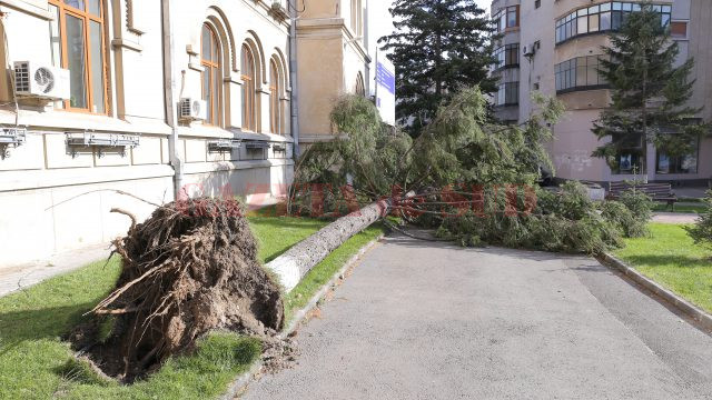 Un brad din fața Colegiului Naţional „Elena Cuza“ a fost doborât de vânt (Foto: Claudiu Tudor)