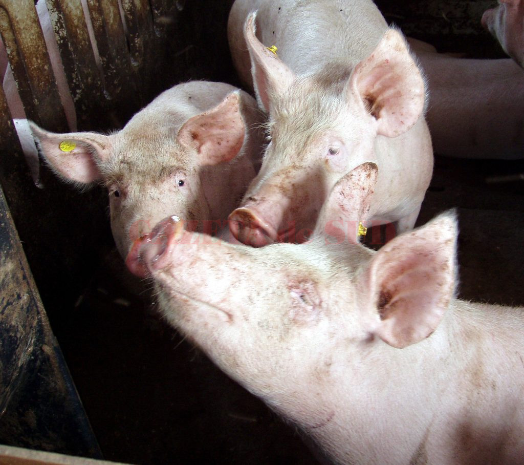 Toţi cei care sacrifică porci trebuie să facă analizele pentru depistarea trichinelozei