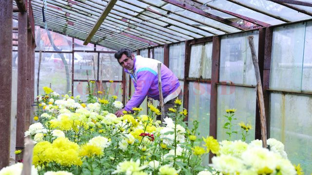 Valerică Gică, unul dintre cultivatorii de flori din Cerneţi (Foto: Lucian Anghel)