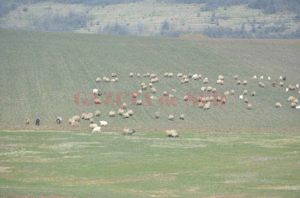 Păşunatul oilor pe terenurile agricole, permis şi în perioada 6 decembrie 2016 - 24 aprilie 2017