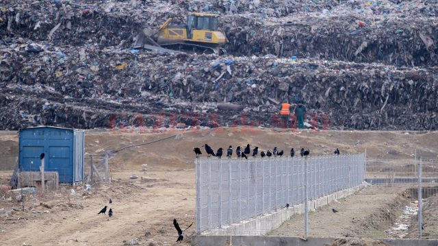 Ciorile zboară nestingherite deasupra gropii de gunoi (Foto: Bogdan Grosu)