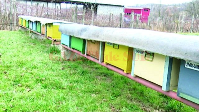 Apicultura este o tradiţie în comuna mehedinţeană Floreşti