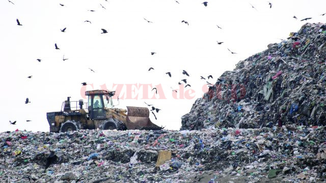 Ciorile zboară nestingherite deasupra gropii de gunoi (Foto: Bogdan Grosu)