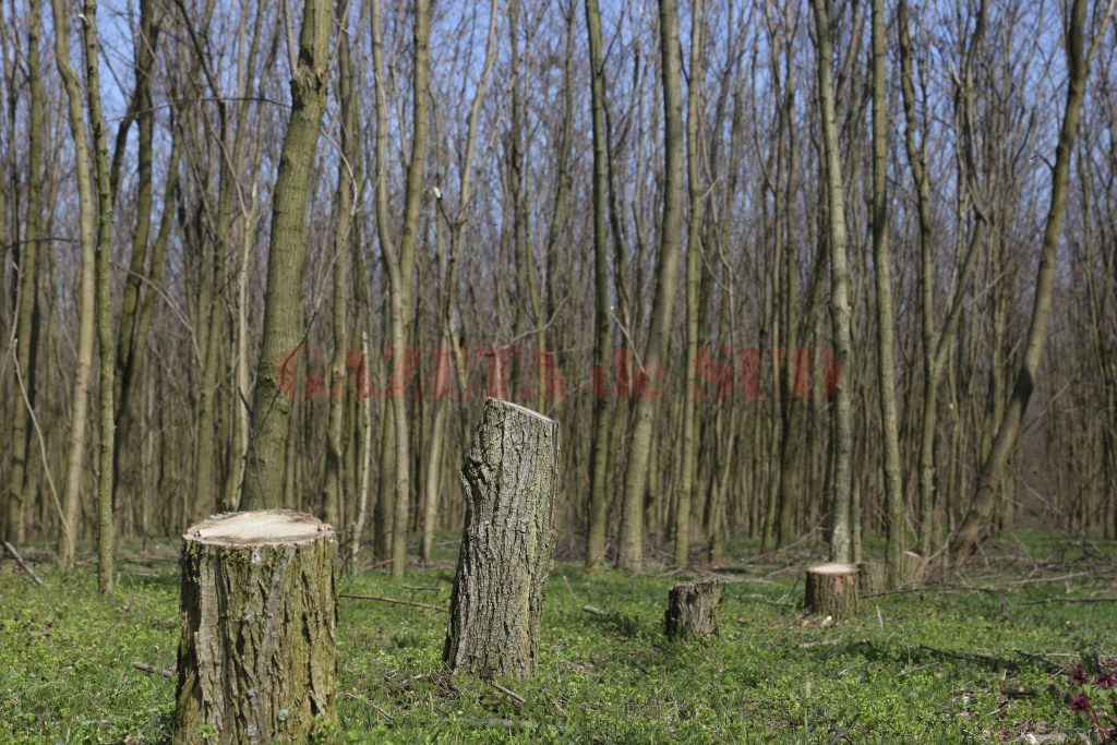 Așa arăta pădurea din Daneți în aprilie, anul trecut, când Gazeta de Sud scria că a fost lăsată pradă hoților de lemne