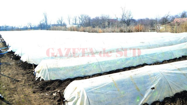 Unii fermieri din satul Cioroiu Nou plantează varză în tuneluri (FOTO: Claudiu Tudor)