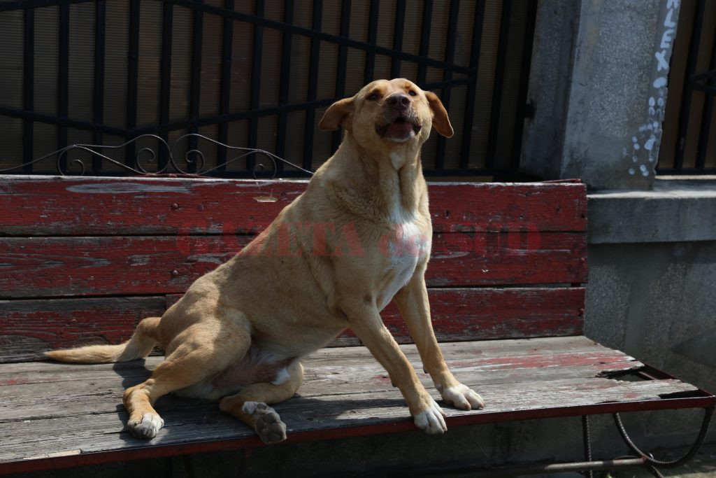 Pentru microciparea câinilor, reprezentanţii DSVSA Dolj vor să solicite sprijinul autorităţilor locale