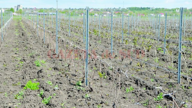 Hectare întregi de vii au fost afectate de brumă în Segarcea (FOTO: Claudiu Tudor)