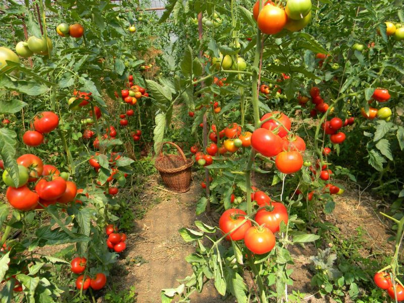Zeci de cultivatori de tomate ar putea beneficia de subvenţii 