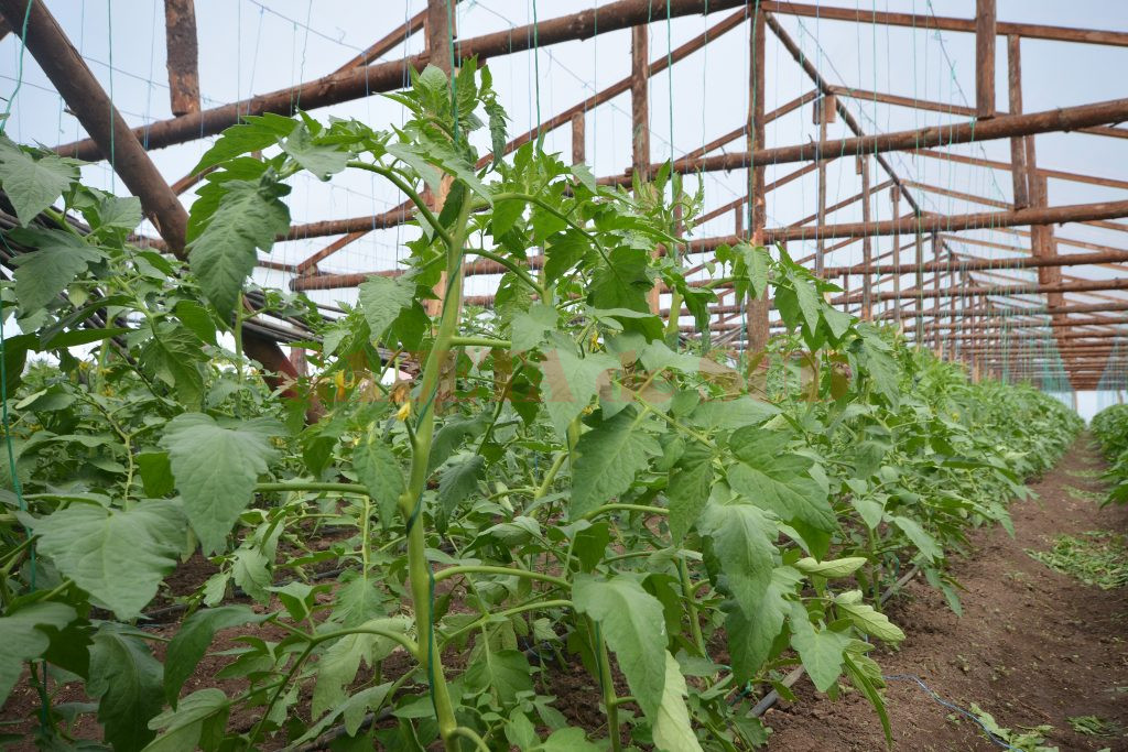 În solariile familiei Baronescu se produc legume create special pe gustul clienţilor (Foto: Bogdan Grosu)