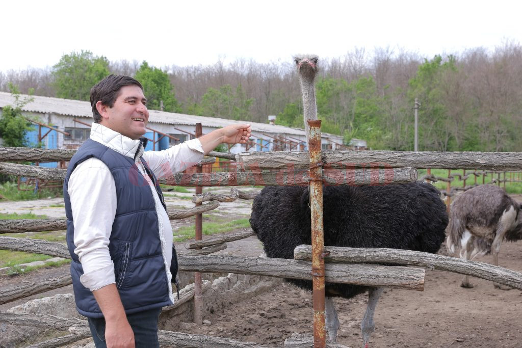 Milorad Novacovici speră ca afacerea cu struţi să fie prosperă şi durabilă (Foto: Lucian Anghel)
