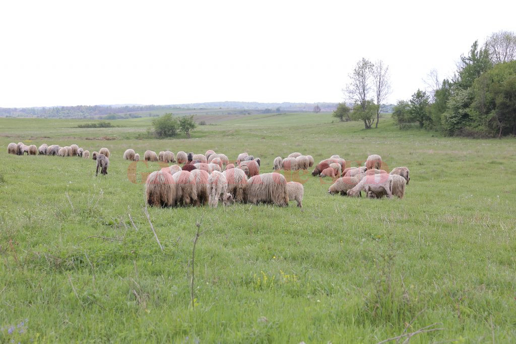 Cei mai mulţi fermieri din Căzăneşti se ocupă cu creşterea animalelor (Foto: Lucian Anghel)