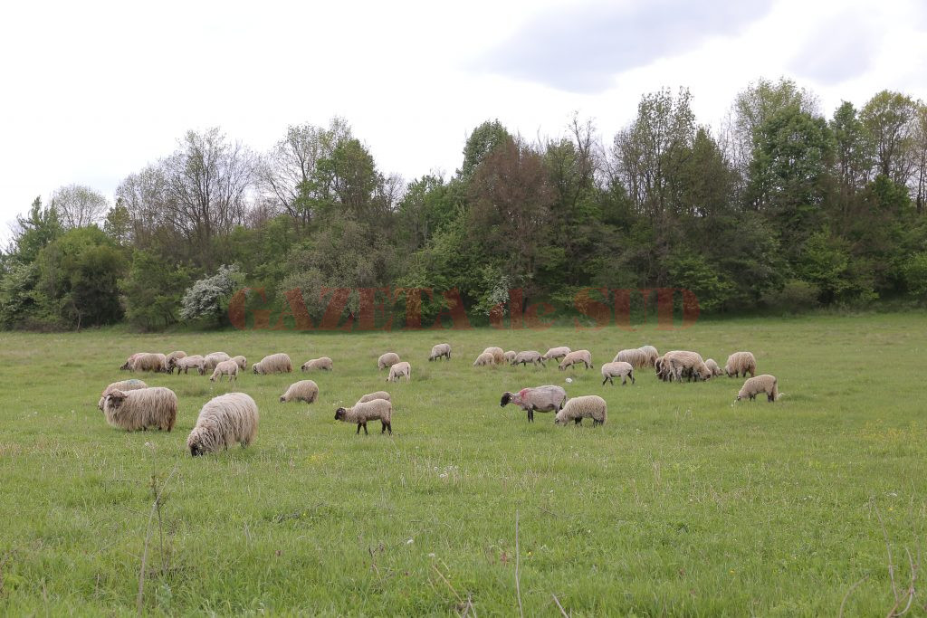 De acum înainte, crescătorii de ovine vor putea să-şi păşuneze animalele în orice perioadă a anului (Foto: Arhivă GdS)