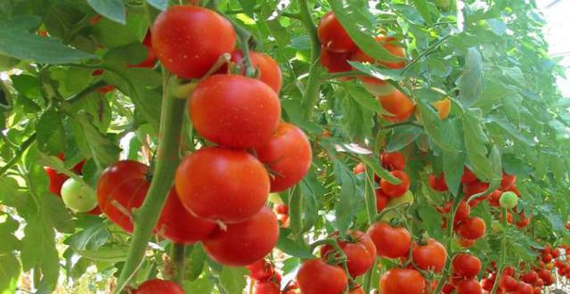 Cultivarea tomatelor aduce beneficii