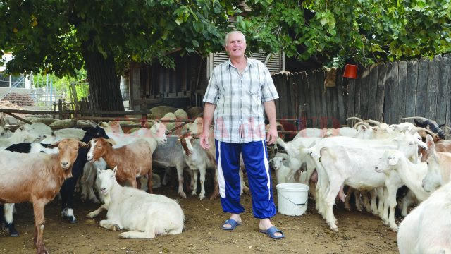 Costel Truţă are o fermă de 300 de animale (Foto: Bogdan Grosu)