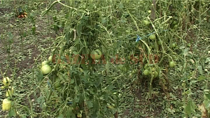 Grindina a distrus culturile agricole