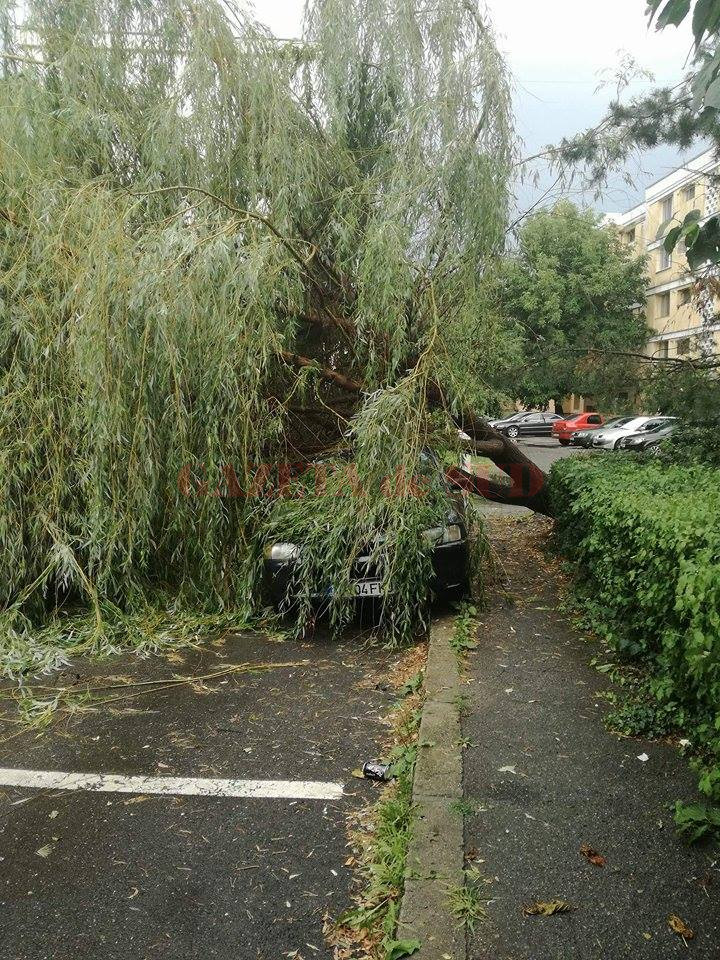 O maşină a fost distrusă de o salcie săptămâna trecută