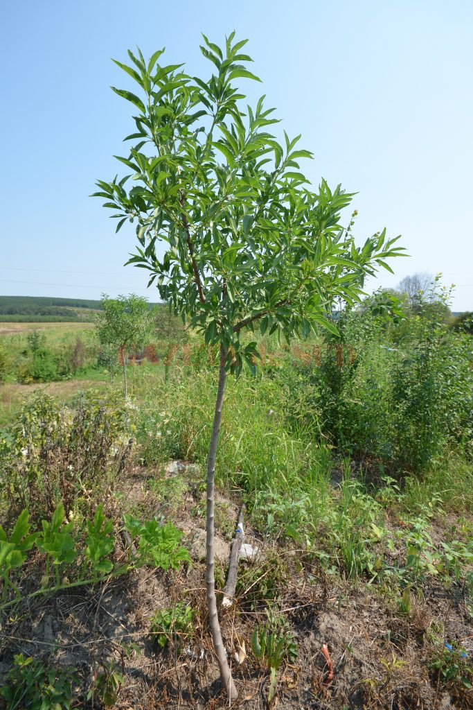 În plantaţia fermierului din Vulpeni sunt şi migdali (Foto: Bogdan Grosu)