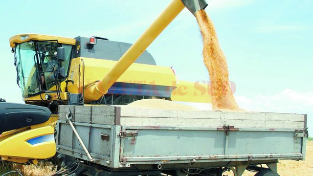 Fermierii doljeni au ajuns să dea grâul cu 50 de bani kilogramul