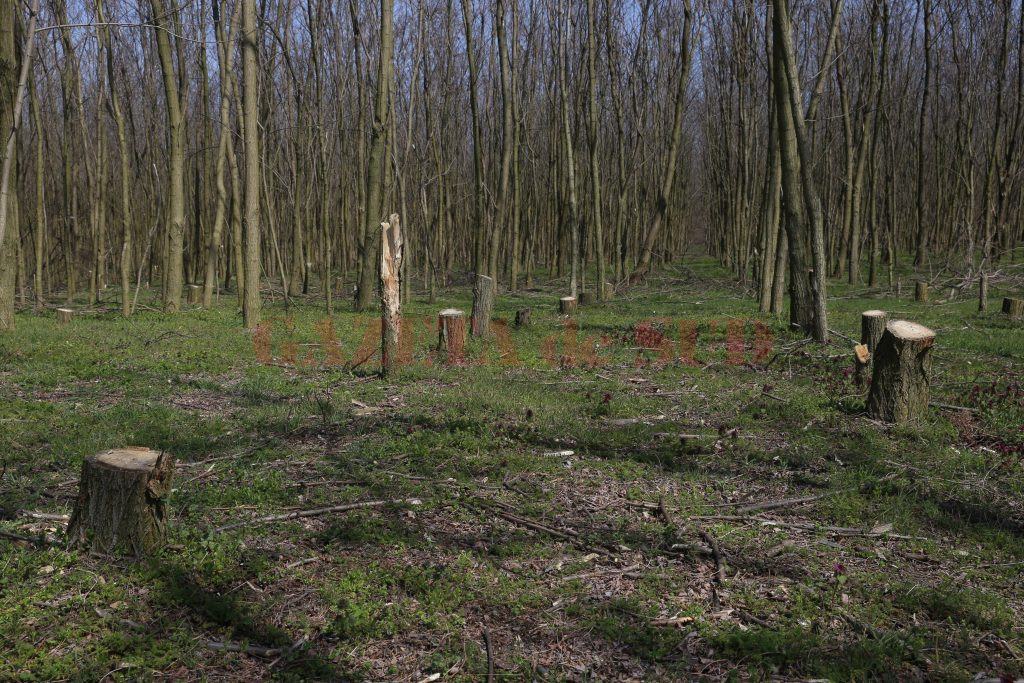 Așa arăta pădurea din Daneți în primăvara anului 2016, când GdS semnala că a căzut pradă hoților de lemne