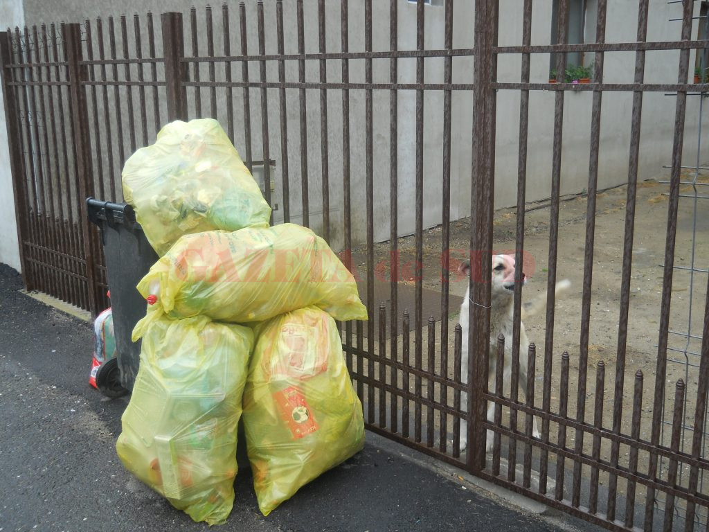 Gunoiul va fi lăsat neridicat!