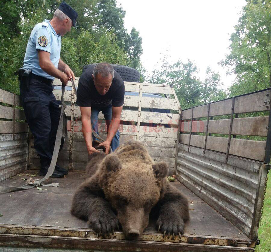 Ursul a fost transportat în zona montană şi eliberat în sălbăticie