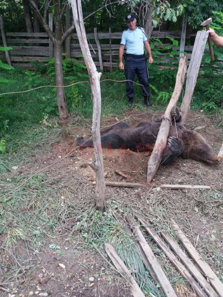 Până în prezent, patru urşi au fost prinşi în gospodăriile populaţiei