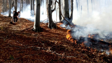 Incendiu în pădure