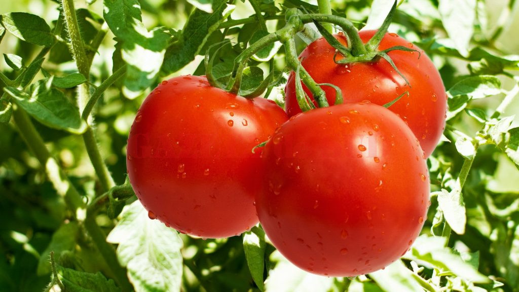 Zeci de cultivatori de tomate din Gorj sunt înscrişi în programul de acordare a subvenţiei  