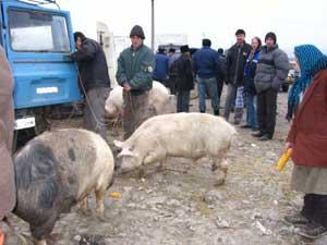 Vinzarea porcilor in tirgurile saptaminale a fost interzisa