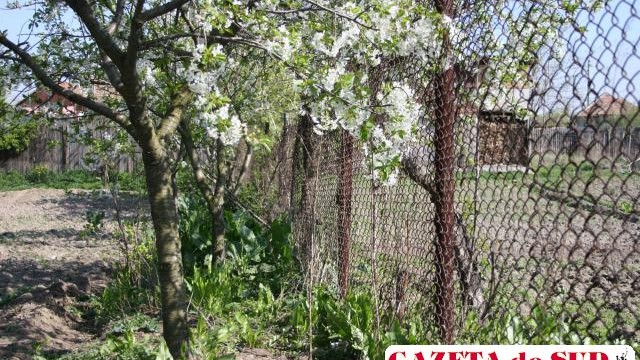 Are voie vecinul să taie copacul dacă crengile ajung pe proprietatea lui