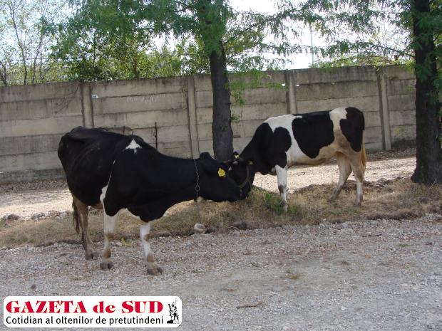Târgujienii nu au voie să scoată păsările şi porcii la păşunat