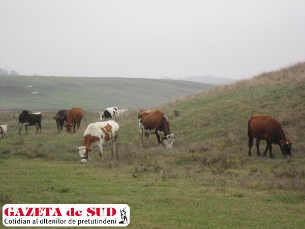 Odată o îndeletnicire de bază, creşterea animalelor a mai scăzut în popularitate, din cauza suprafeţei mici de izlaz comunal