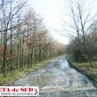 România este ţara cu una dintre cele mai scăzute reţele de drumuri forestiere din Europa