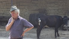 Trei proprietari de animale din Carpen, Greceşti şi Secu au primit despăgubiri pentru bovinele, răpuse de boala limbii albastre 