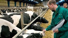 Cuantumul sprijinului financiar pentru achiţionarea de rase specializate de vaci este de maximum 5.000 lei/cap de junică (Foto: incomemagazine.ro)