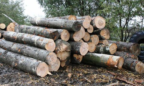 Doi silvicultori, reţinuţi pentru că au ajutat hoți de lemne