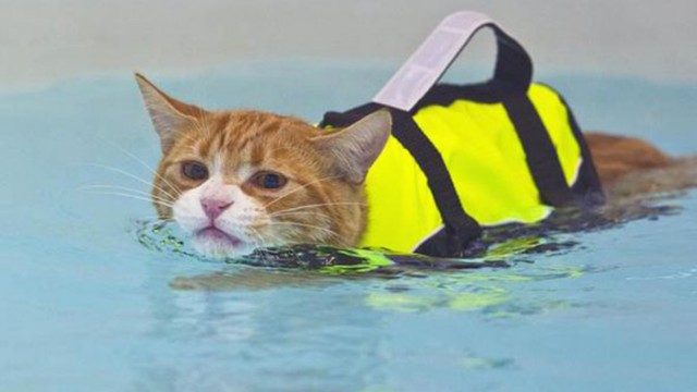 Roy îmbrăcat cu vesta de salvare înoată în piscină