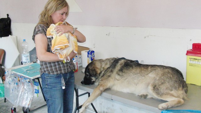 Proprietarii de câini trebuie să își sterilizeze, microcipeze  și vaccineze animalele (FOTO: arhiva GdS)
