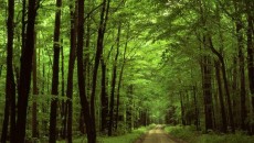 Pădurile vor fi gestionate după un nou cod