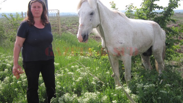 Calul a fost găsit de către femeia din imagine și de o altă voluntară la o asociație  pentru protecția animalelor. Acesta va merge, temporar, la Hipodromul din Parcul  „Nicolae Romanescu“. (Foto: Anca Ungurenuș)