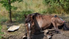 De aproximativ o săptămână, un cal a fost abandonat pe câmp. Plin de răni, animalul s-a chinuit fără ca instituţiile abilitate ale statului să intervină. (Foto: Lucian Anghel)