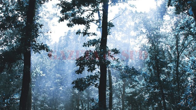 Pădurea părea aproape paradiziacă, atinsă de lumina soarelui strălucind în „ceața” emanată din grătare