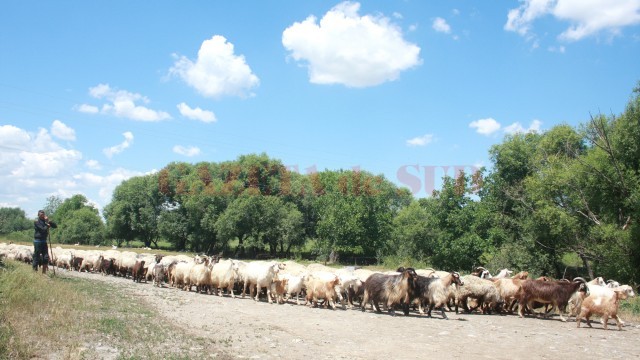 Creșterea oilor și caprelor, altă sursă de venit a oprișorenilor (FOTO: Traian Mitrache)