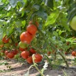 În această perioadă au loc verificările în teren la primii fermieri care au depus cereri la programul „Tomata”