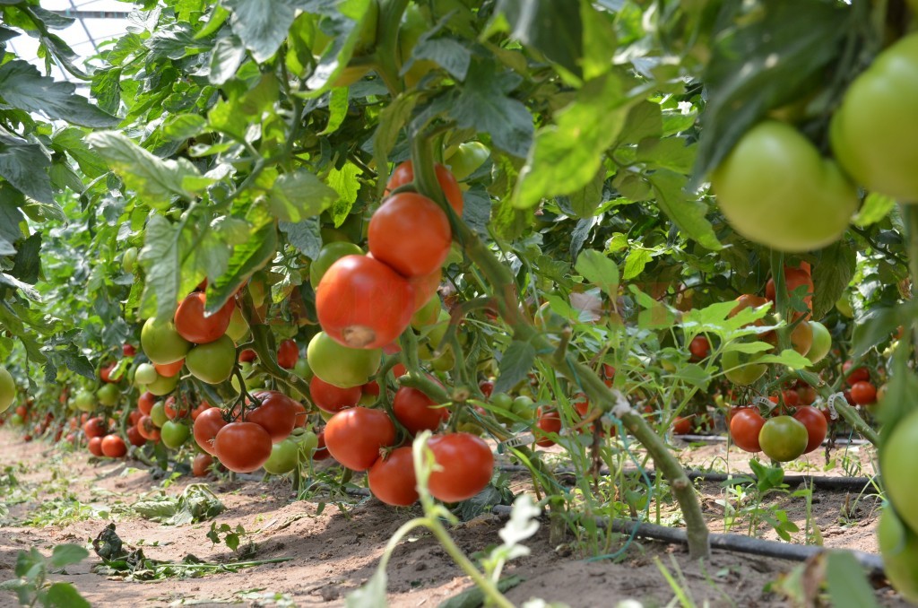 În această perioadă au loc verificările în teren la primii fermieri care au depus cereri la programul „Tomata”