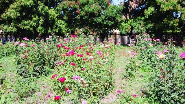 Trandafirii din această grădină care se întinde pe o suprafață mare sunt folosiți pentru altoi. Reprezentanții fermei „Domeniul Bondrea“ spun că acea grădină este „o colecție de trandafiri de mai multe soiuri“ (FOTO: Claudiu Tudor)