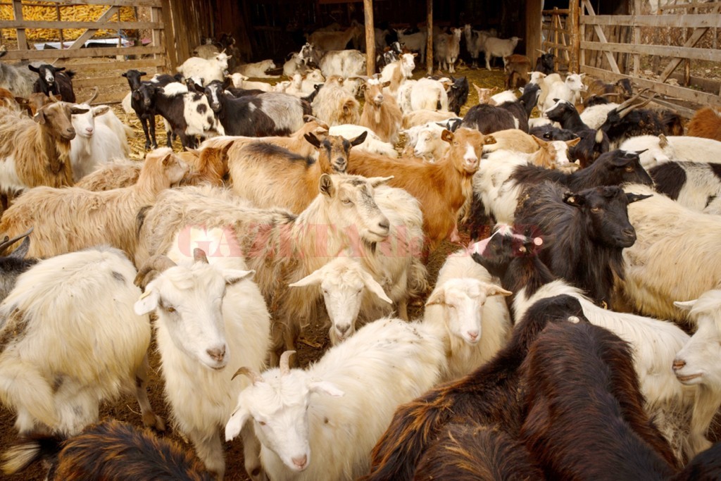 Târgu Jiu: Hoți de capre, prinși cu ajutorul unui sistem de supraveghere video