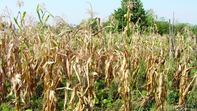 Peste 5.000 de hectare de culturi de porumb au fost afectate de secetă (Foto: Eugen Măruţă)